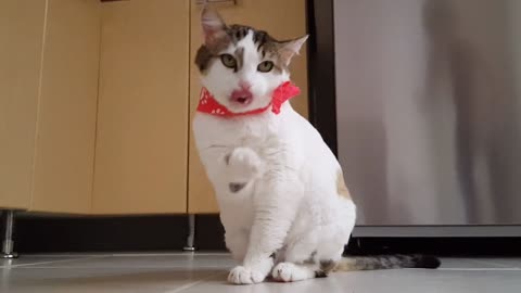 Cuty cat trending video