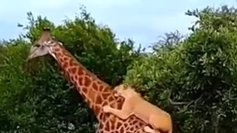 Tiger attack on Giraffe