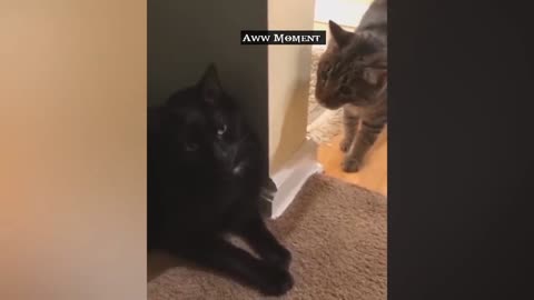 Funny cat Video