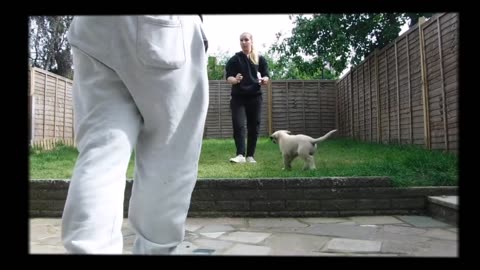 Dog Obedience Training