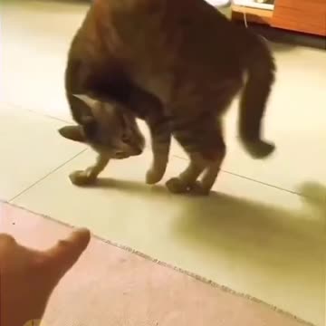 Funny cats & dogs - new 09/2023