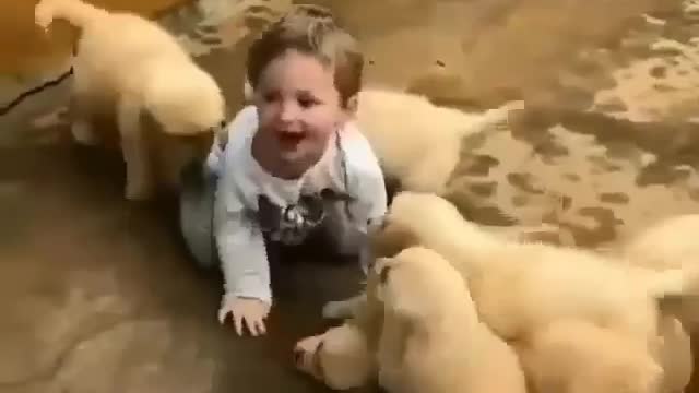 Dogs play with baby🐕🐕