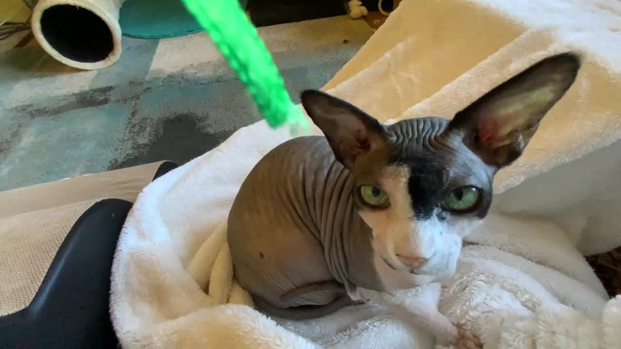 Close up of sphynx cat catching the ribborn in his mouth