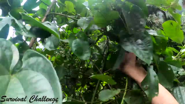 Strange fruit picking and wilderness alone
