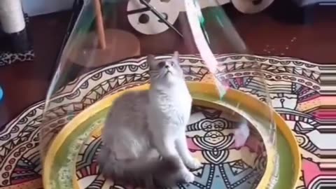 Cat bubble