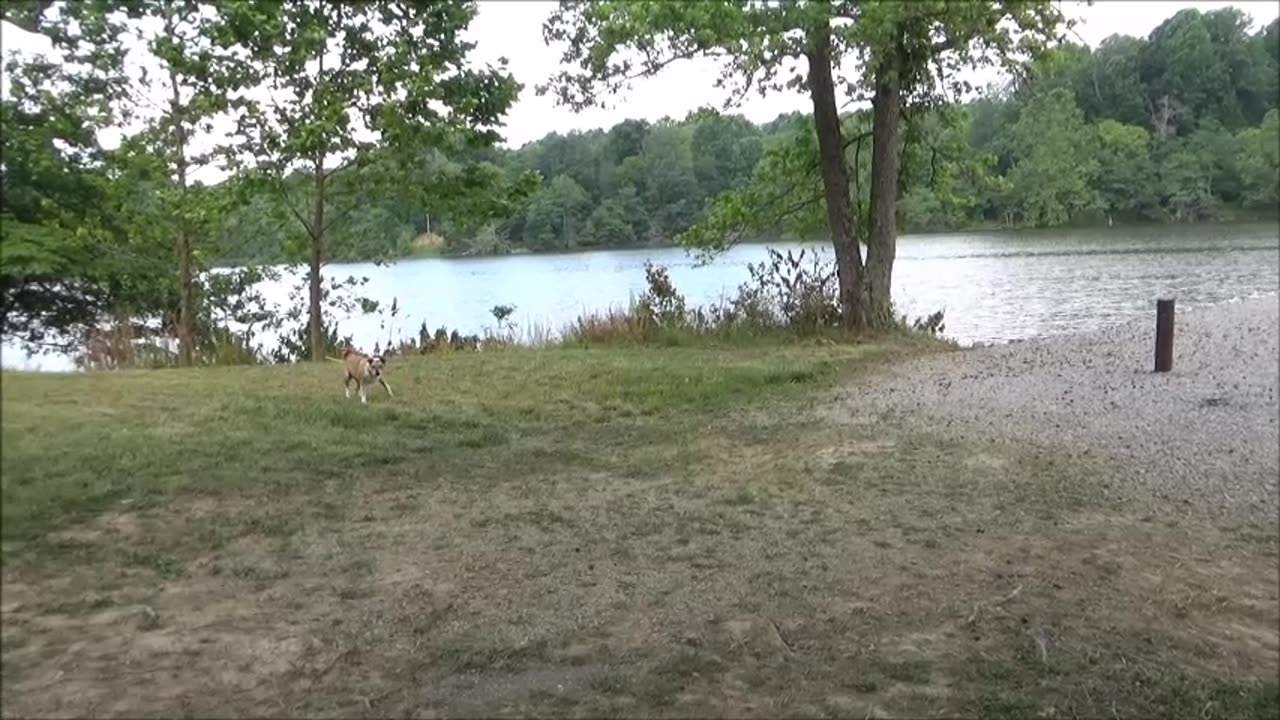 Rescuing a dog while camping out in nature.