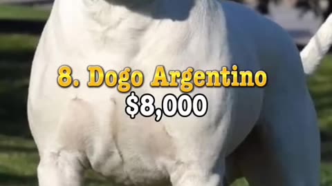 Top 10 : Most Expensive Dogs