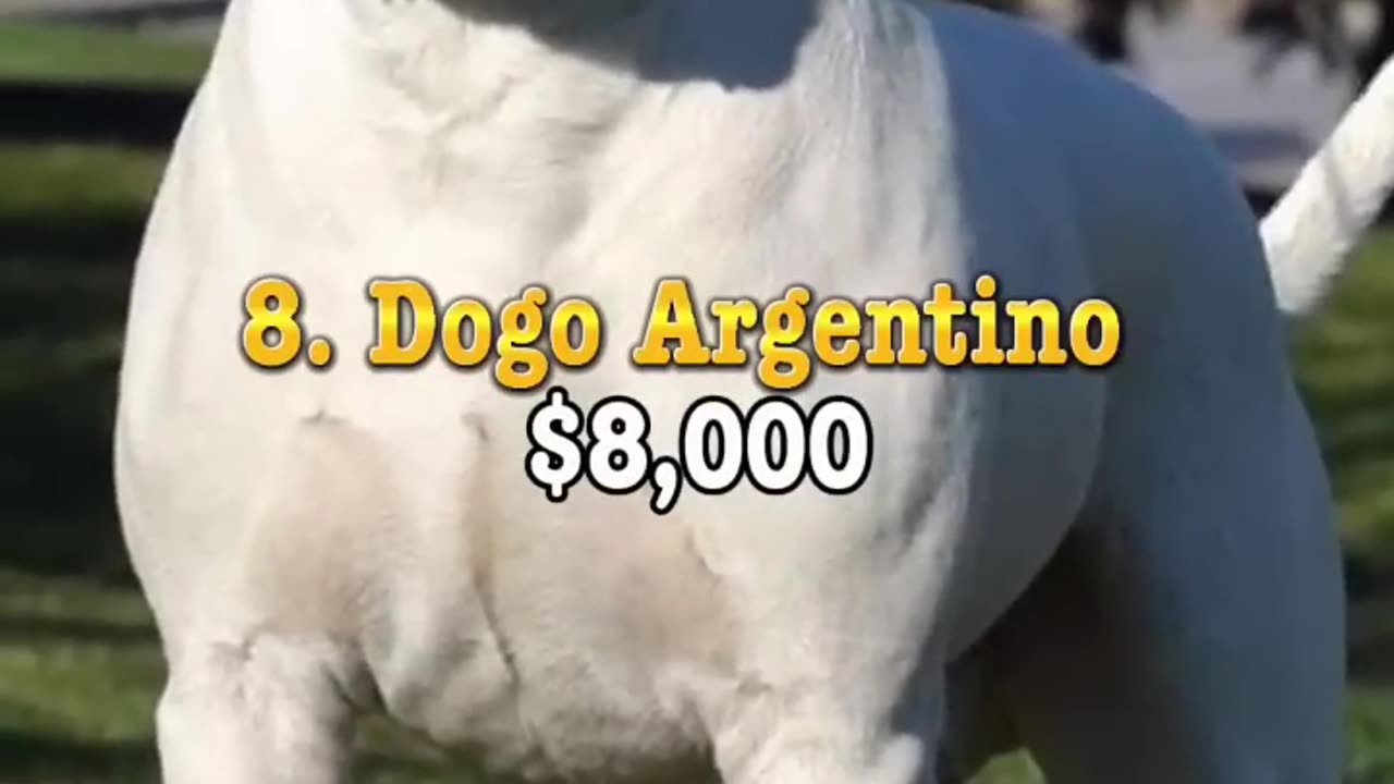 Top 10 : Most Expensive Dogs