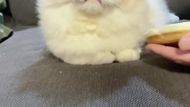 The CAT HAMBURGER