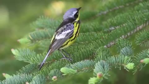 Magnolia Warbler