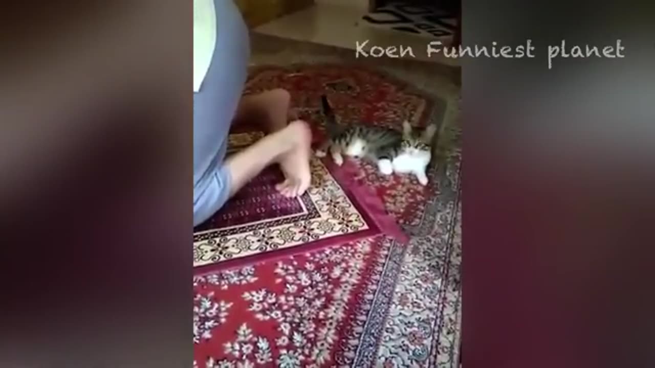 Funny_Dogs_And_Cats_Videos_2023_😅_-_Best_Funniest_Animal_Vi