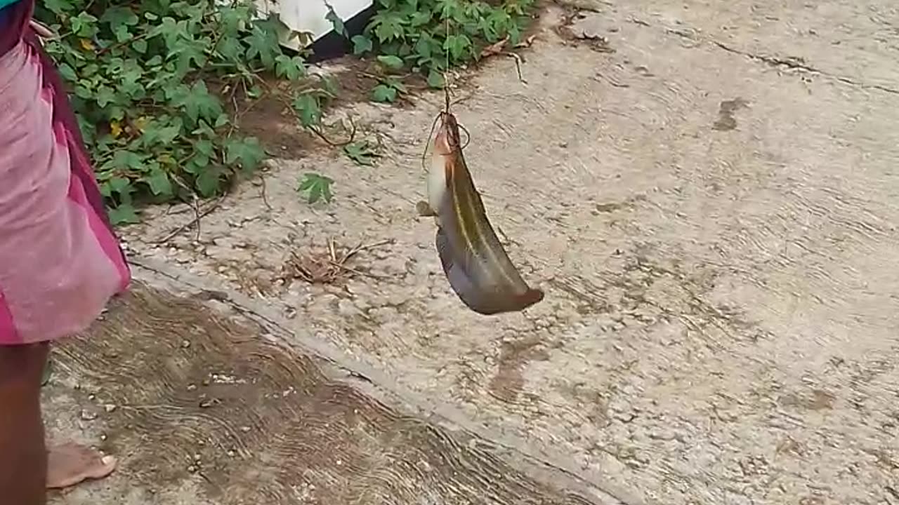 Srilanka hunga fish