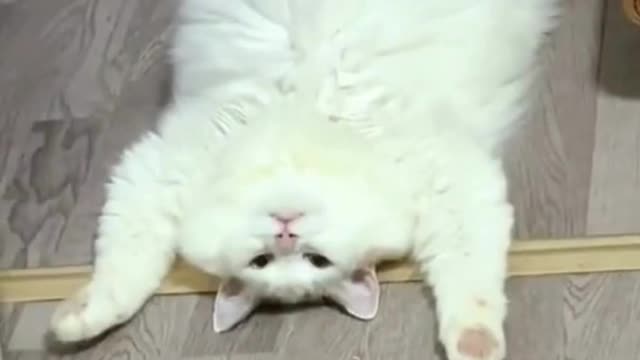 Funny Animals 2023!!!