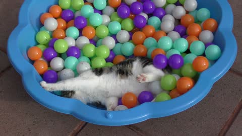 Cat Sneak Attacks (Ball Pit Version)