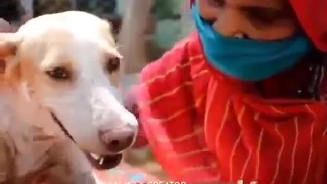 Cute Dog Injured By Iron Rod | Dog Rescued Video | So PainFul Movement |