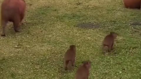 capybara paradise ☺️