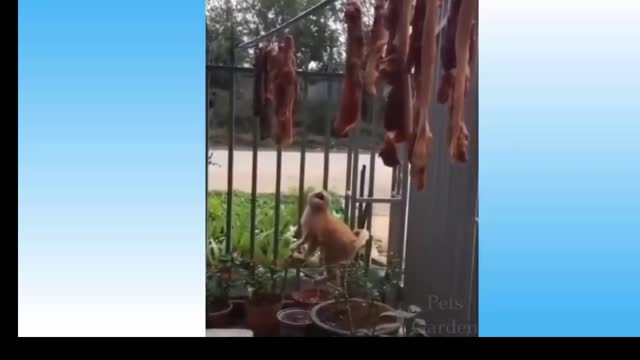 CUTE CATES MAKING FUN & PLAYING