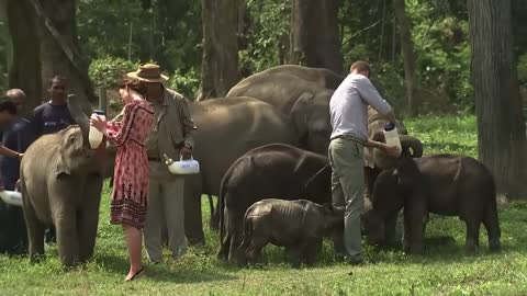 Kate and William feed baby elephants and rhinos