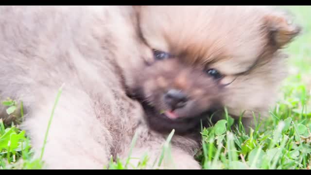 Chow Chow puppy eating grass