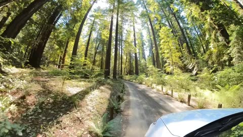 KaraBand Drive Thru Tree