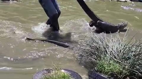 Crazy Gator Catch! #shorts #shortsvideo