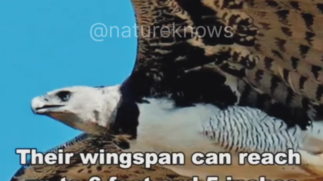 This Eagle Is So Unique, It's Been Featured in Movies and TV Shows!
