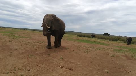 Elephants meet strangers