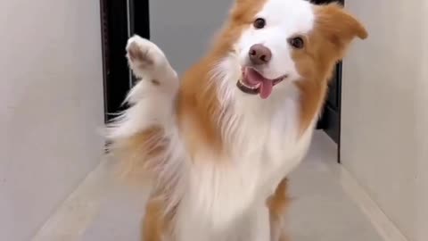 Very Funny Dance Dog