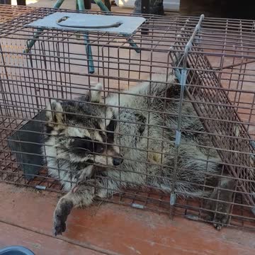 Raccoon in my trap growling and jumping at me