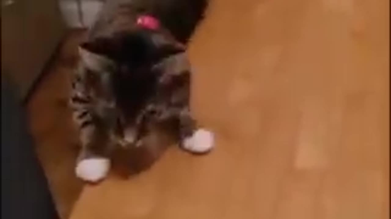 funny animals shorts video