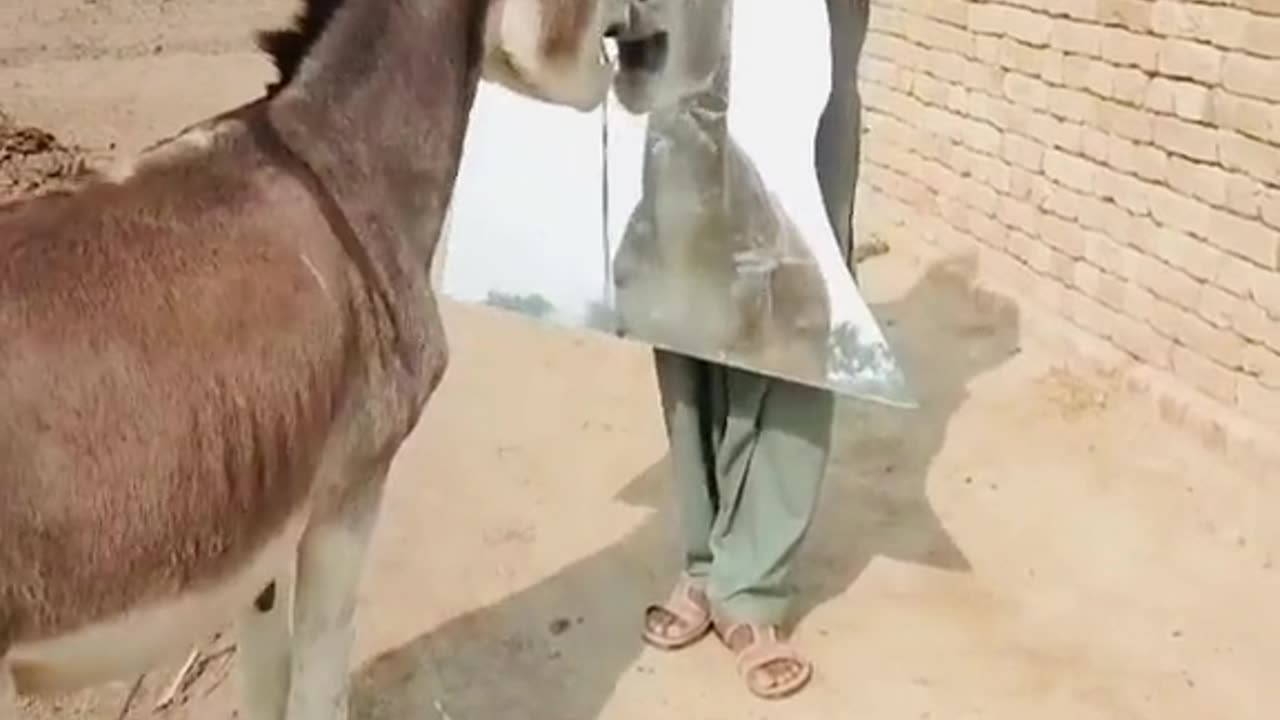 How a Donkey Reacts to Its Own Reflection Hilarious Mirror Moment