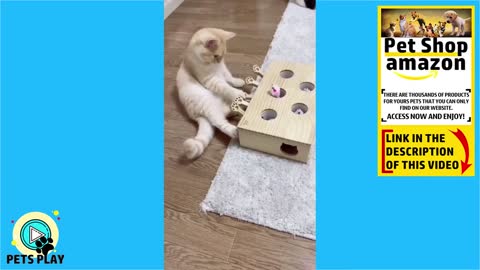 Funny, Animals, Funniest Animals, Funny Videos