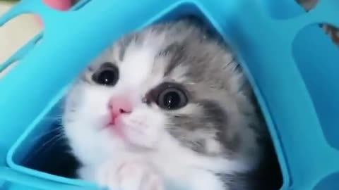 Funny Kitten