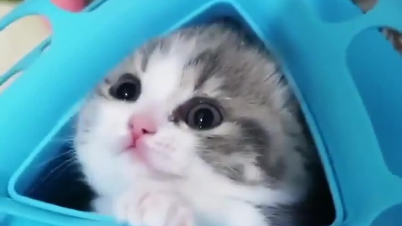 Funny Kitten