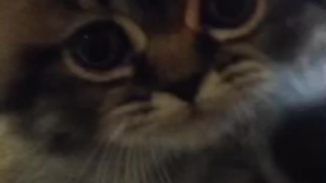 Cute Cat Gif