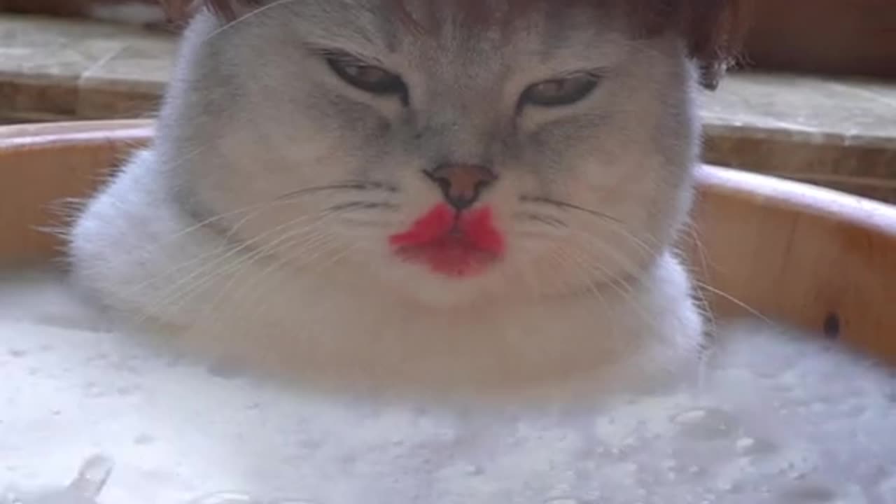 cat in water