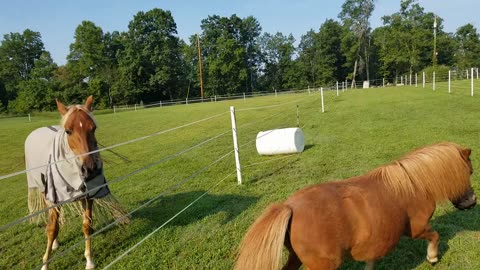 Future barrel horse