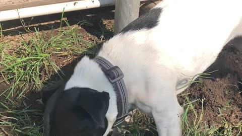Proper way to dig a hole