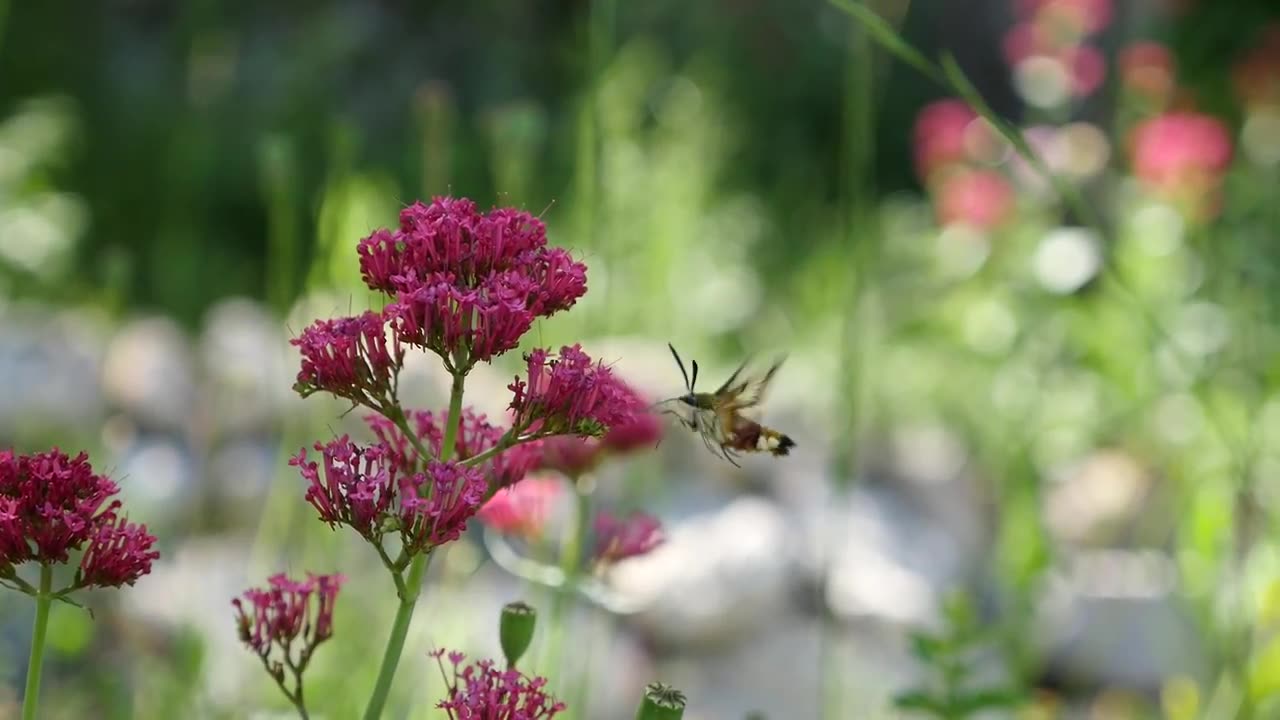 Butterfly 🦋 🦋 🦋 Hemaris fuciformis