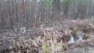 Stuck Fox Freed by Roadside