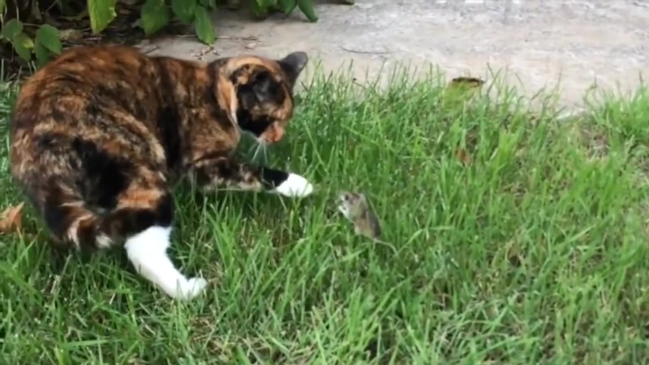 Real Life Tom And Jerry | Funny Catπ And Mouse π |