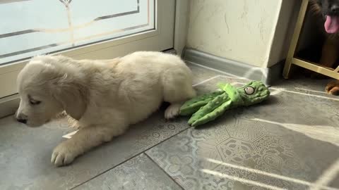 Funny German Shepherd Puppy and Cute Golden Retriever Puppy Playing