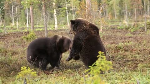 Bear Fight