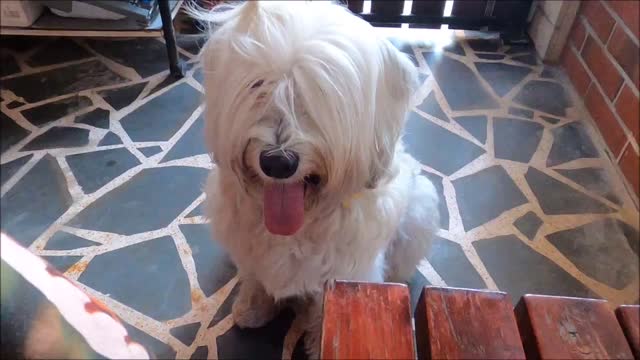 super best cute video with love funny compilation cute animal videos