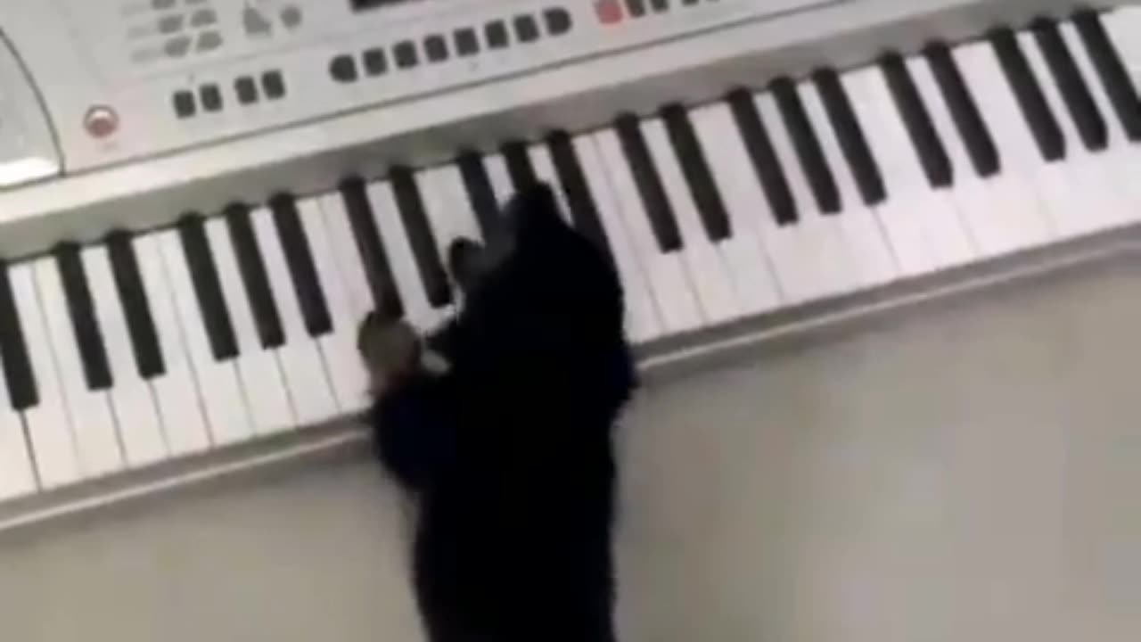 Little dog playing piano