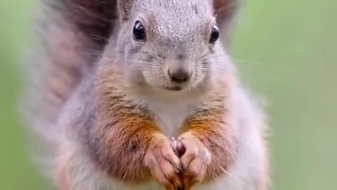 The squirrel