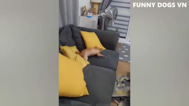 Try Not to Laugh at Animals 2022 - Funniest Animal Videos - Funny Dogs And Cats