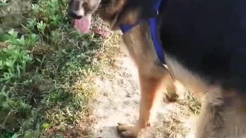 Germanshepherdshortvideo