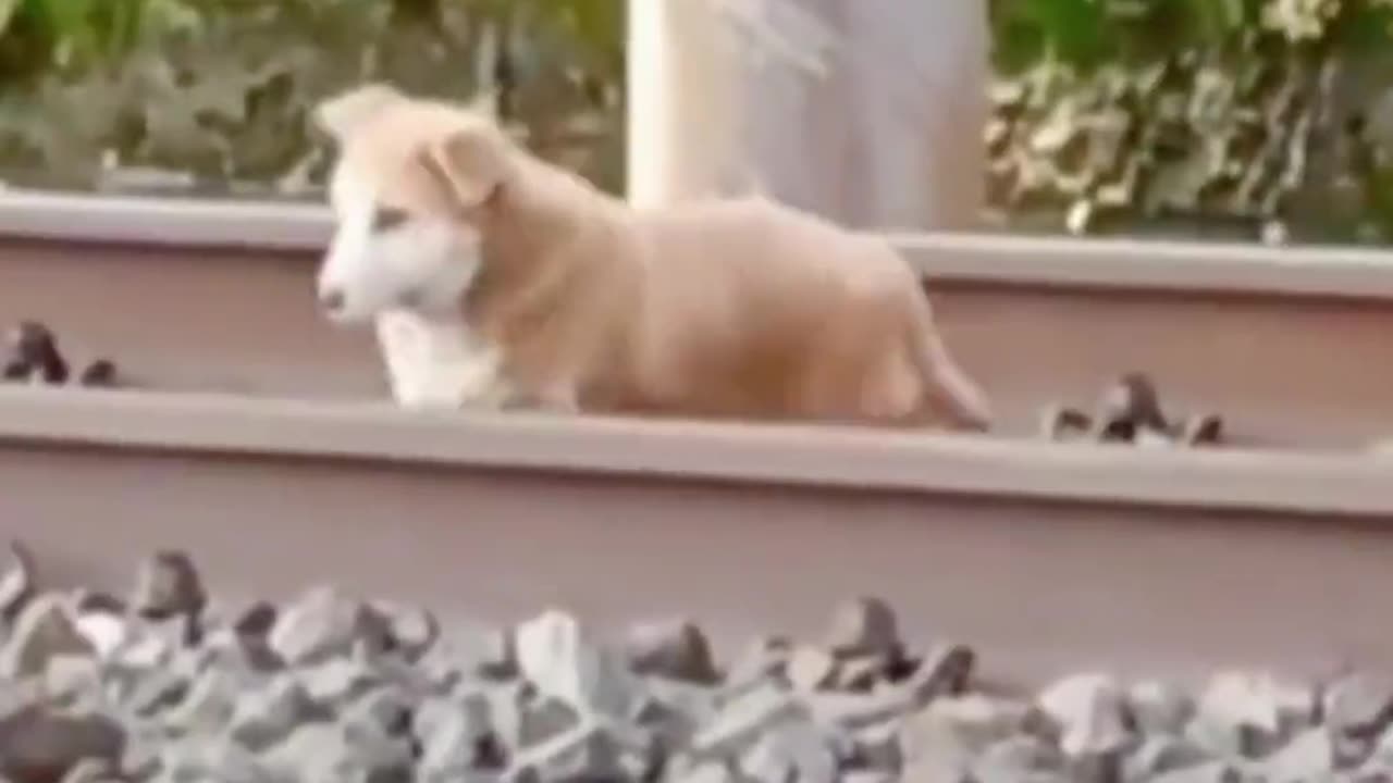 Is dog will be die under train ?