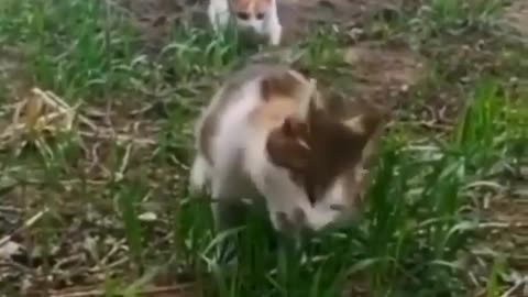 cat scaring friend